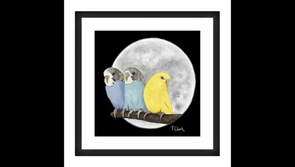 Drawing of Three Colourful Budgerigars - Image 3
