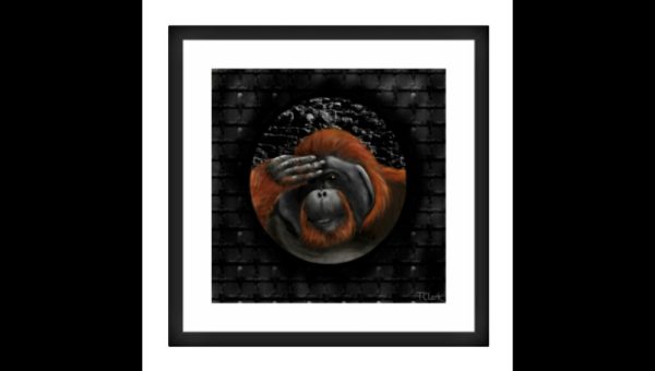 Drawing of a Caged Orangutan - Image 3