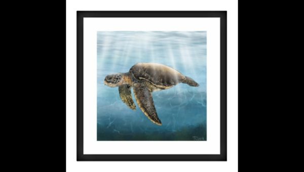 Drawing of a Sea Turtle - Image 3