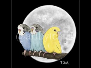 Drawing of Three Colourful Budgerigars