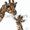 Drawing of Parent and Baby Giraffe